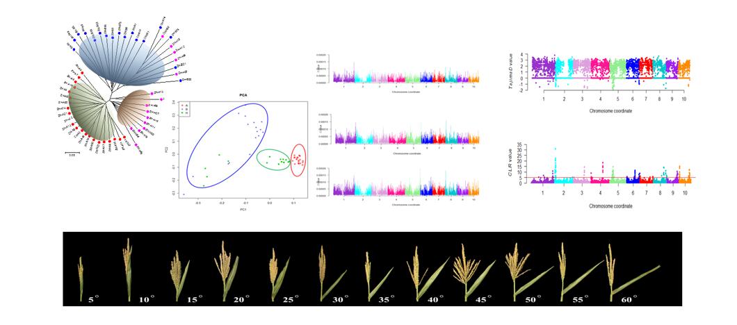 玉米种质资源创新研究Innovative research on maize germplasm resources.jpg