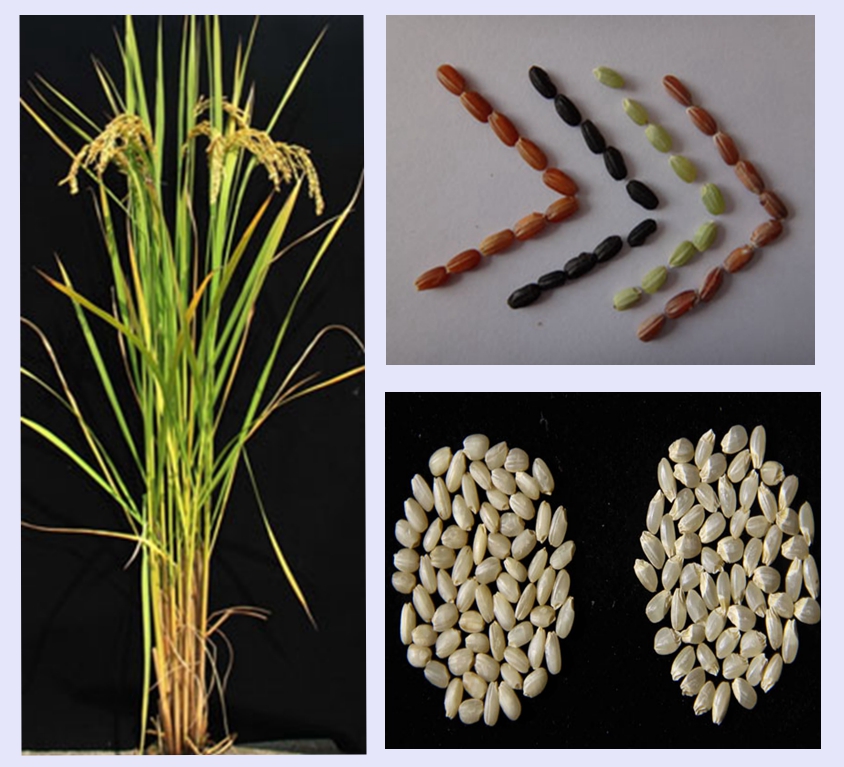 水稻种质资源研究Innovative research on rice germplasm resources.jpg